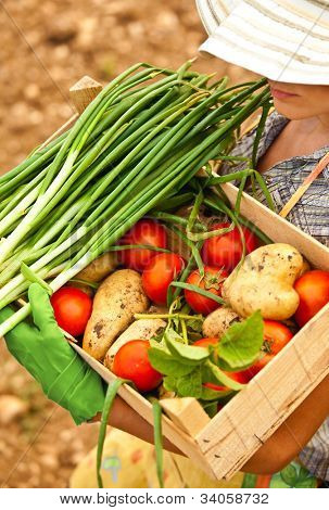Giardiniere donna felice lavorando sul campo, giovane femmina portando al petto di verdure, ragazza adulta gro