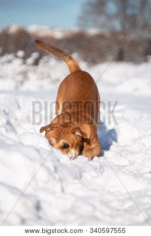 Cadebo Dog Playing, Crouched Down