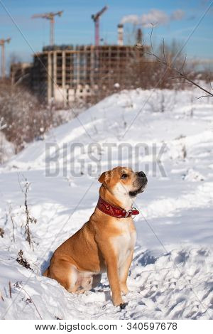 Red-haired Orange Big Powerful Dog Of Breed Cadebo, Walking In The Winter, Sat On The Snow, Against 