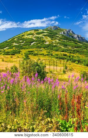 The Chleb, Hill In The Lesser Fatra. Mountainous Landscape With Fireweed Flowers In The Foreground I