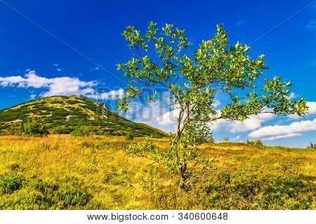 The Chleb, Hill In The Lesser Fatra. Mountainous Landscape With A Tree In The Foreground. The Mala F