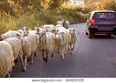 A Car Gives Way To A Herd Of Sheep,  Traveling By Car, Surprises On The Road