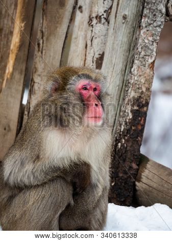 Portrait Of Japanese Macaque (macaca Fuscata) - Snowy Monkey In Winter Snowy Time