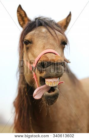 Funny Horse Head Closeup Of  Young Mare Smiling And Laughing With Large Teeth. Selective Focus On Th