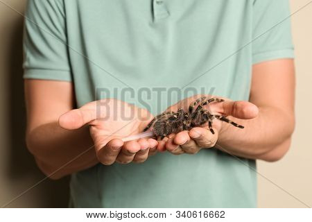 Man Holding Striped Knee Tarantula On Beige Background, Closeup