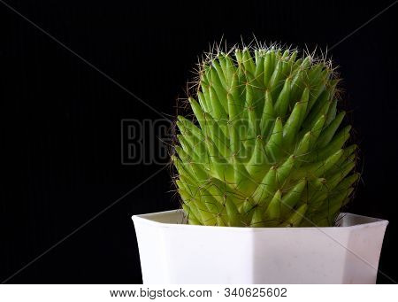 Beautiful Mammillaria Longimamma Cactus In Flowerpot On Black Background