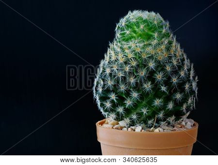 Beautiful Mammillaria Spinosissima Cactus In The Pot On Black Background