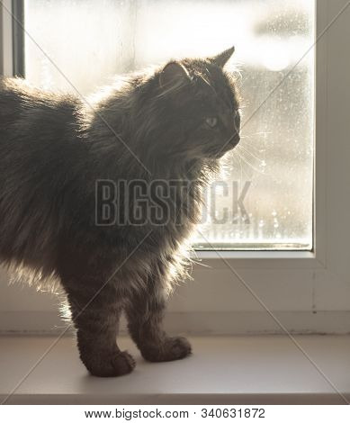 The Cat Is Sitting On The Window.