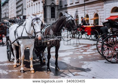 Austria Beautiful Horses With Equipage Coaches On The Streets Of Vienna