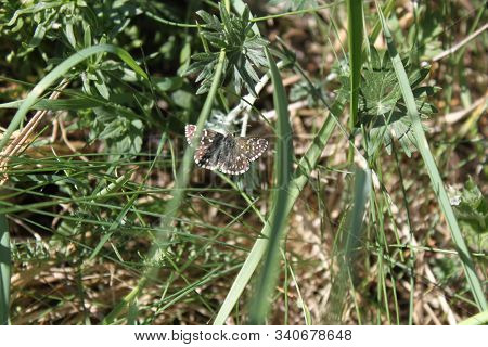White-spotted Pyrgus Butterfly Sitting On Green Grass Close-up. Can Be Used As Background Or Wallpap