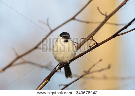 Marsh tit bird Nature tree branch pet animal Nature background animal sunrise pet Nature pet Nature birdie sunset Nature pet birds Nature animal Nature background animal titmouse Nature pet background autumn Nature background passerine Nature background.