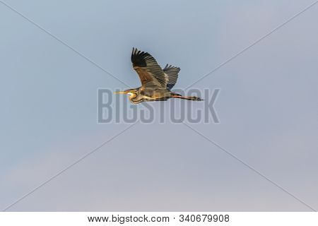 Purple Heron (ardea Purpurea)