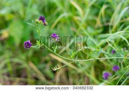 Blooming Purple Flowers. Alfalfa Also Called Lucerne And Medicago Sativa Plant Close Up In Summertim
