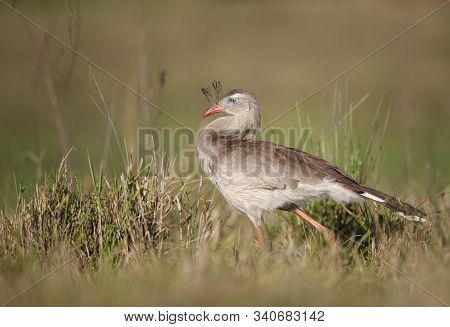 Close Up Of A Red Legged Seriema Walking In Grass, Pantanal Brazil.