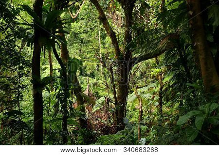 Volcano La Soufriere Rainforest Hiking Trail In Guadeloupe. Green Jungle Forest.