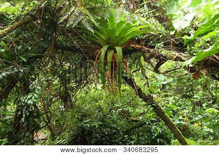 Volcano La Soufriere Rainforest Hiking Trail In Guadeloupe. Green Jungle Forest.