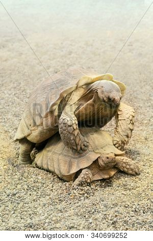 Desert tortoises in the sandy terrain of their natural habitat. Centrochelys sulcata.