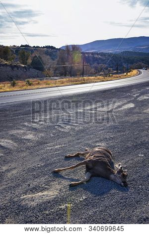 Dead White-tailed Or Mule Doe Deer Hit By A Car Or Truck Lying Killed On The Roadside, Sad Roadkill 