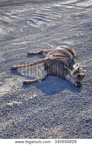 Dead White-tailed Or Mule Doe Deer Hit By A Car Or Truck Lying Killed On The Roadside, Sad Roadkill 