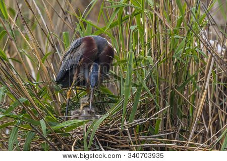 Purple Heron (ardea Purpurea)