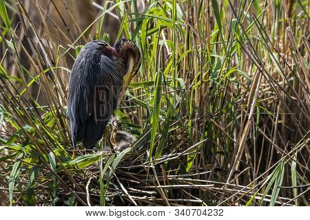 Purple Heron (ardea Purpurea)