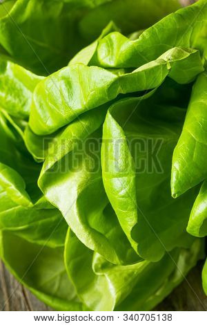 Raw Green Organic Butter Lettuce