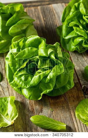 Raw Green Organic Butter Lettuce