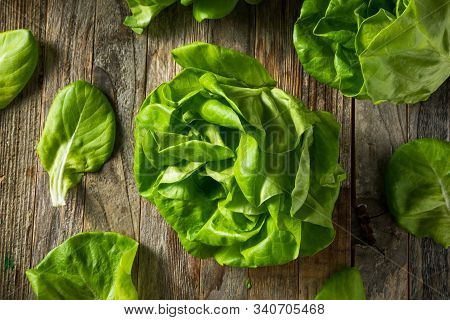 Raw Green Organic Butter Lettuce