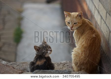 Cats Family Spend Time Together, Ginger Cat Father And Ashy Kitten Daughter, Rest In The Yard, Cute 