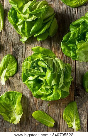 Raw Green Organic Butter Lettuce