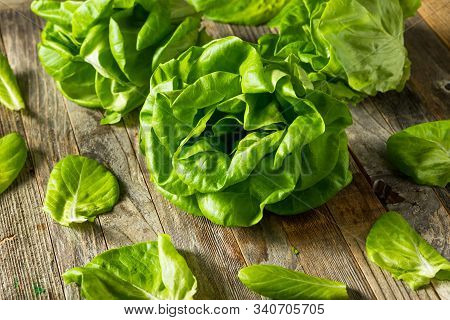 Raw Green Organic Butter Lettuce