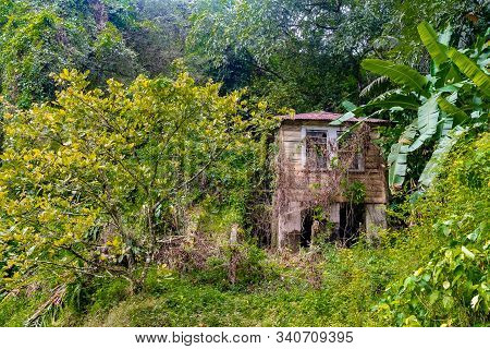 Abandoned Old Country Home With Rusty Zinc Roof Overrun With Vines And Plants. Small Modest Dwelling