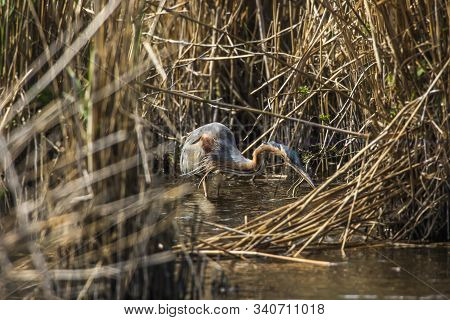 Purple Heron (ardea Purpurea)