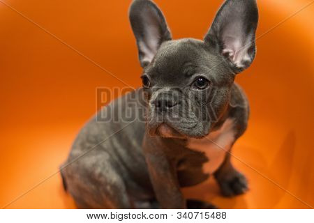 Gray Bulldog Puppy Cleverly Looks Away, Sitting On A Bright Background