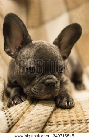 Cute Puppy Lies On A Cozy Plaid Beige Blanket