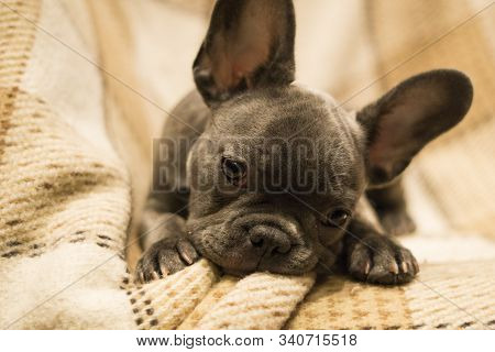 Cute Puppy Has His Head Folded And Is Looking At The Viewer. French Bulldog