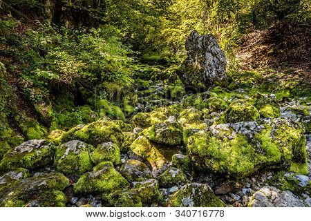 Stones Covered By Moss - National Park Prokletije, Montenegro, Europe
