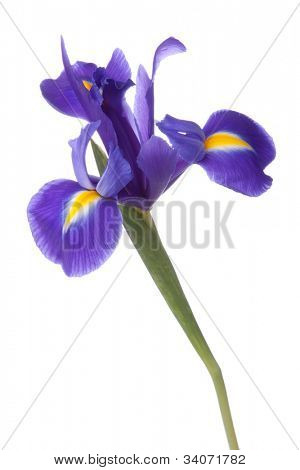Blå iris eller blueflag blomst isoleret på hvid baggrund