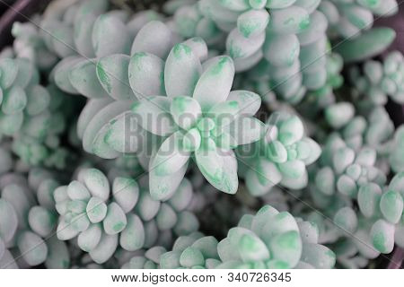 Pachyphytum Oviferum, Beautiful Succulent Plant With Silver Blue Thick Fleshy Leaves