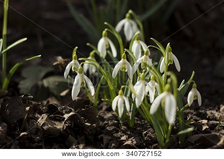 White Snowdrops (galanthus Nivalis) Is The First Spring Flower. Blooming Tender Snowdrops In The Gar