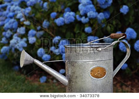 Charmante alte altmodische Gießkanne mit schönen blauen Hortensie Büschen in weicher Fokus als Hintergrund