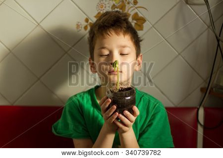 Boy with chickenpox grow plant from the seed. Chickenpox rash. Sprouted seed