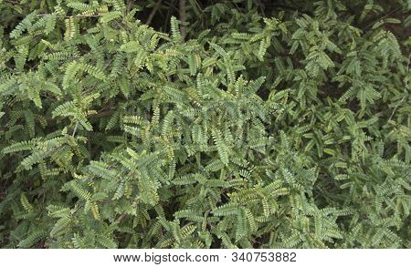 Osteomeles Schwerinae Deciduous Or Evergreen Shrub With Arcuate Branches From Southwestern China.