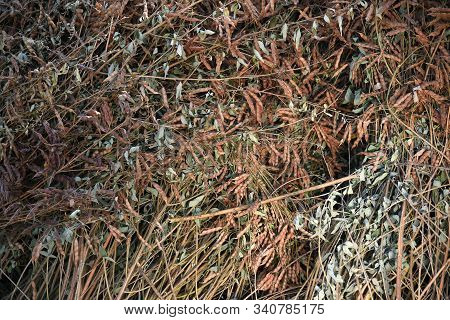 Pigeon Pea Crop In Farm Field Field