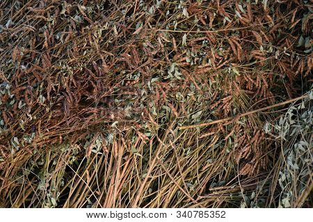 Pigeon Pea Crop In Farm Field Field