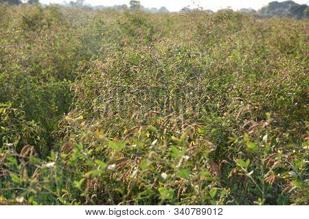 Pigeon Pea Crop In Farm Field Field