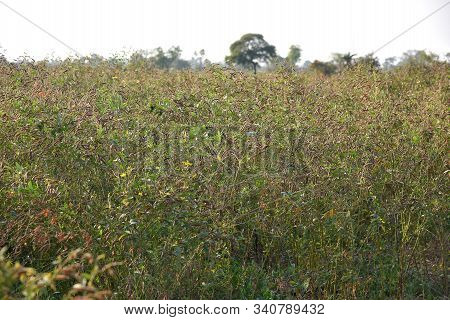 Pigeon Pea Crop In Farm Field Field
