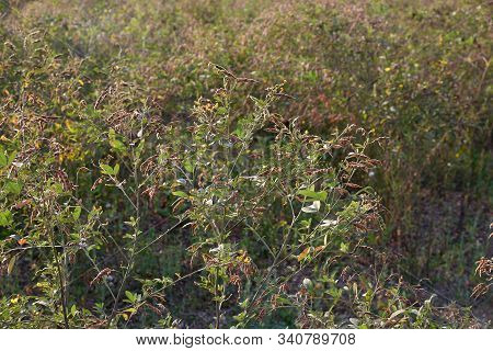 Pigeon Pea Crop In Farm Field Field