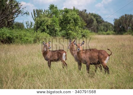 The Water Goat Kobus Ellipsiprymnus Defassa Is A Large And Strong Antelope
