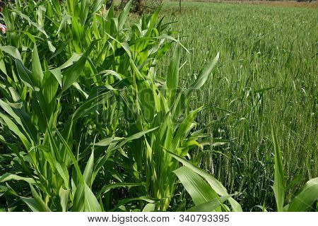 Sorghum Plants (jowar) Growing In Farm Field.